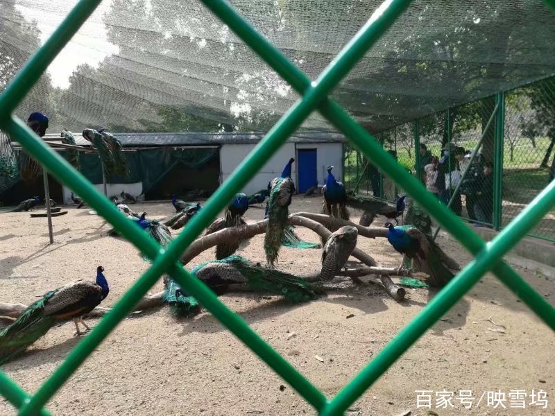 春日遊蘇州上方山森林公園,動物園