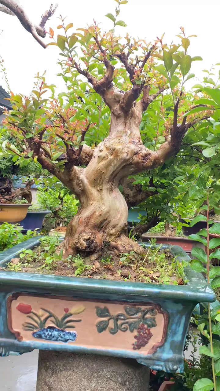 老桩矮霸红花紫薇盆景欣赏