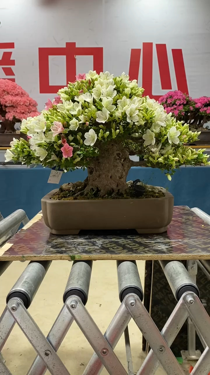 进口皋月杜鹃品种明美之月开花的季节美爆了喜欢的点个爱心关注一下