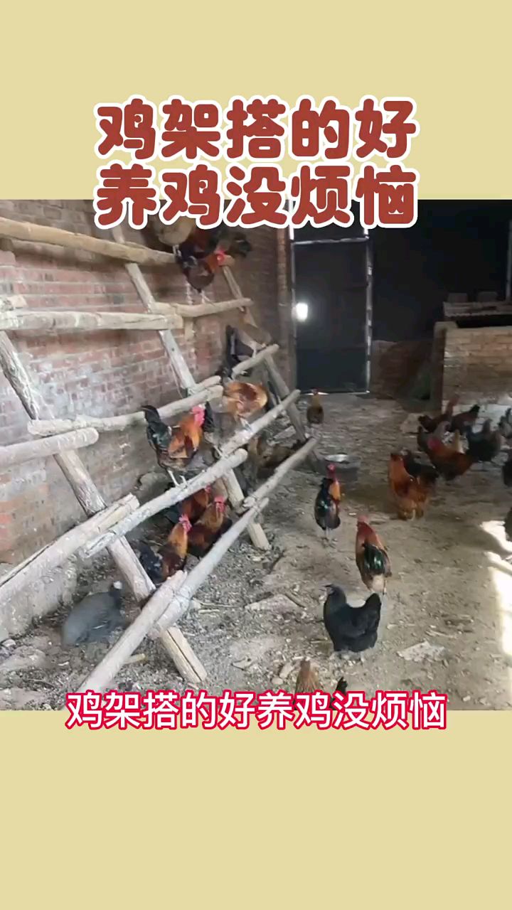 鸡架搭得好养鸡没烦恼