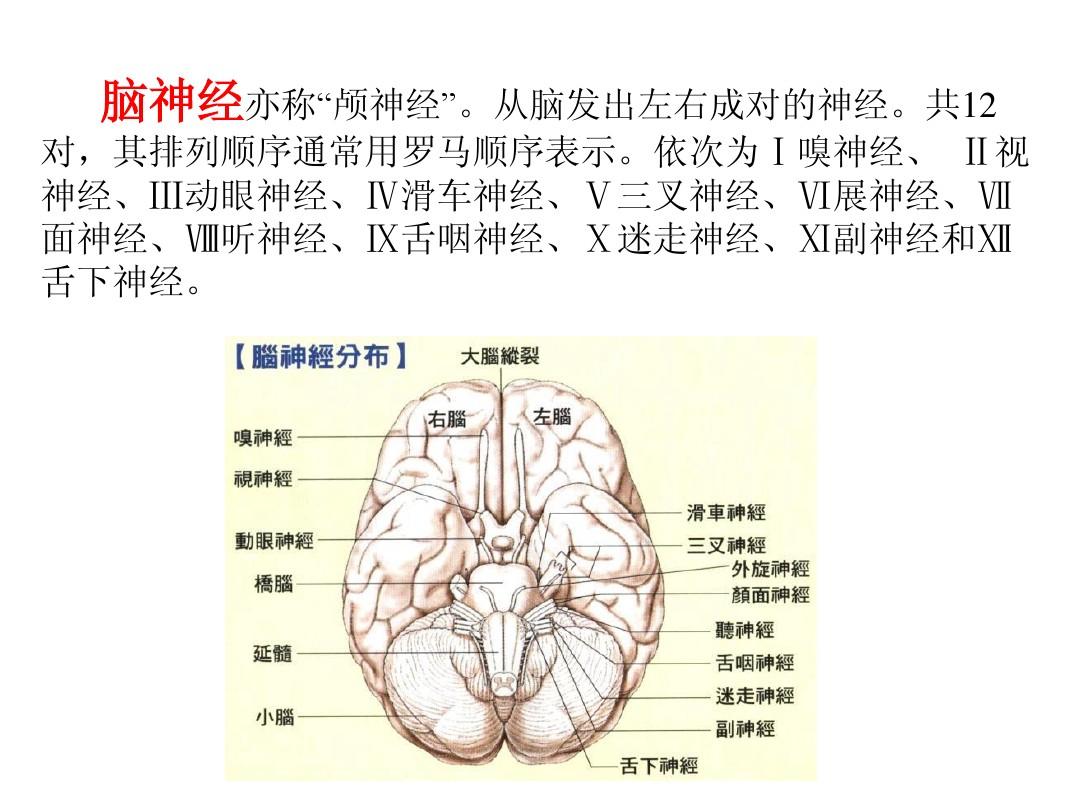 头皮神经支配图图片