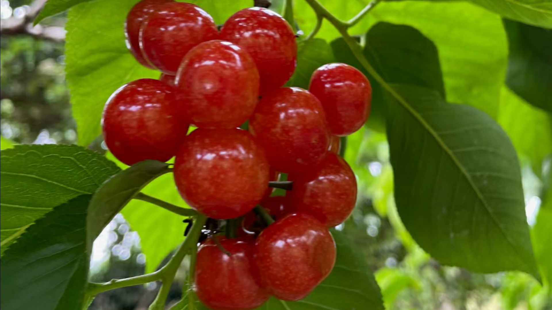 樱桃熟透了,红彤彤的果实像珠宝似的,非常惹人喜爱