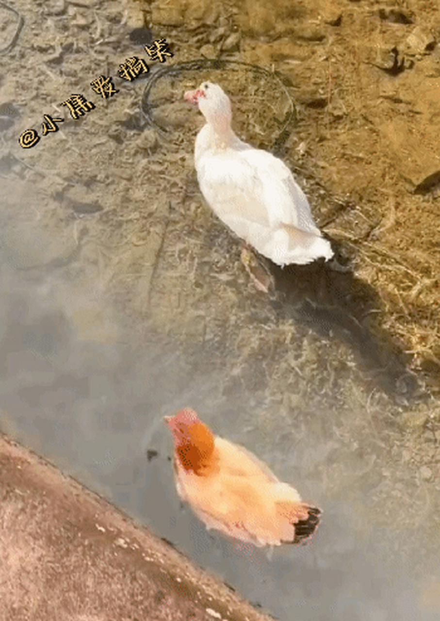 哈哈哈,真是世道变了,连鸡都学会游泳了,真的笑死![笑哭]#搞笑动图