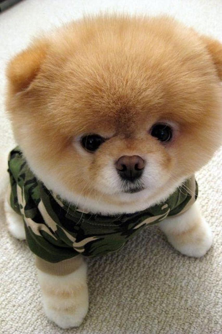 有的人说狗就是狗,只是动物而已.