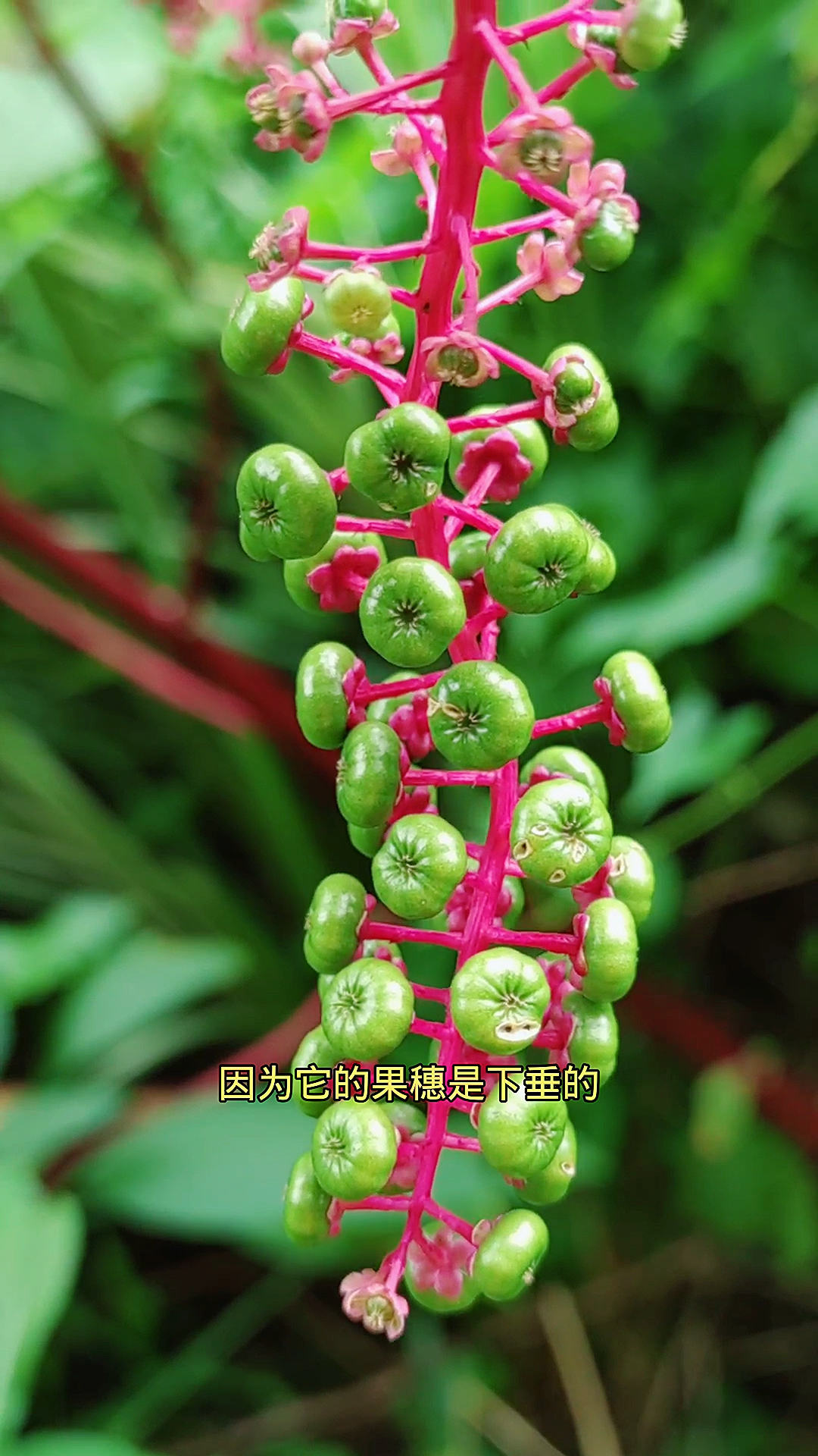 红茎商陆,有见过吗?