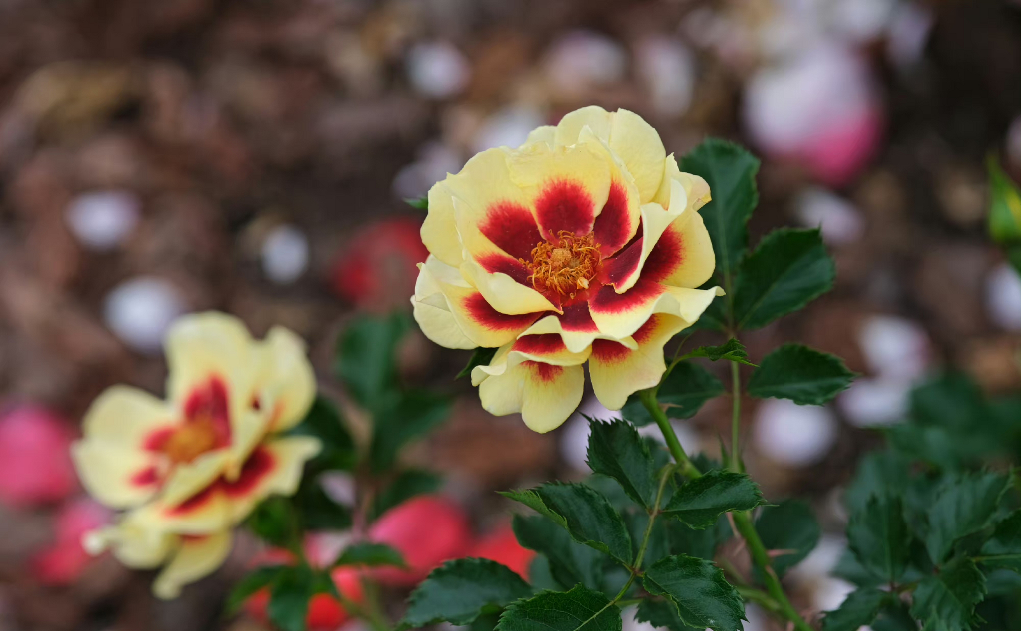 rosa babylon eyes  系列-巴比伦眼睛月季.