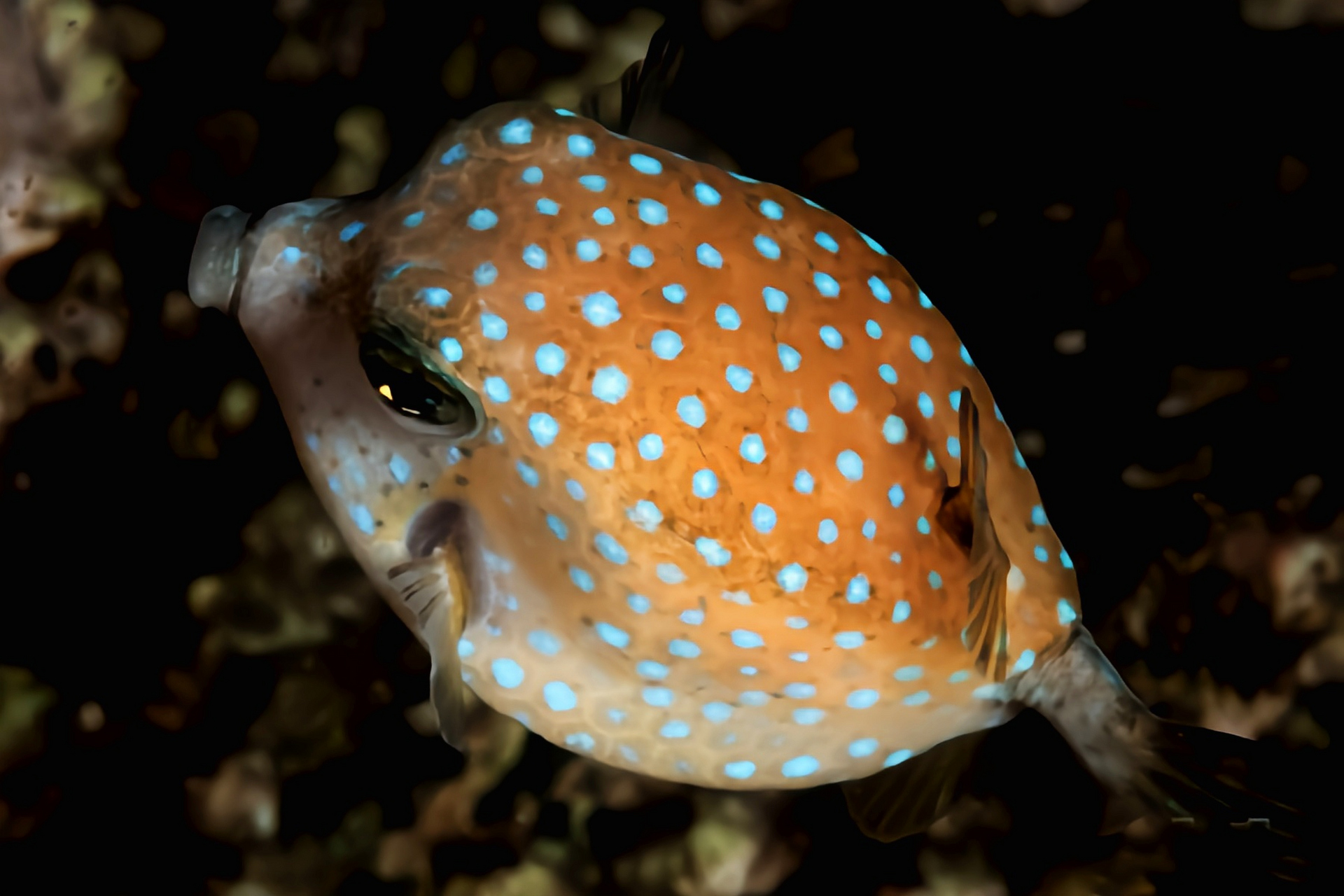 每天认识一种动物——蓝点箱鲀 蓝点箱鲀别名无斑箱鲀原产于太平洋