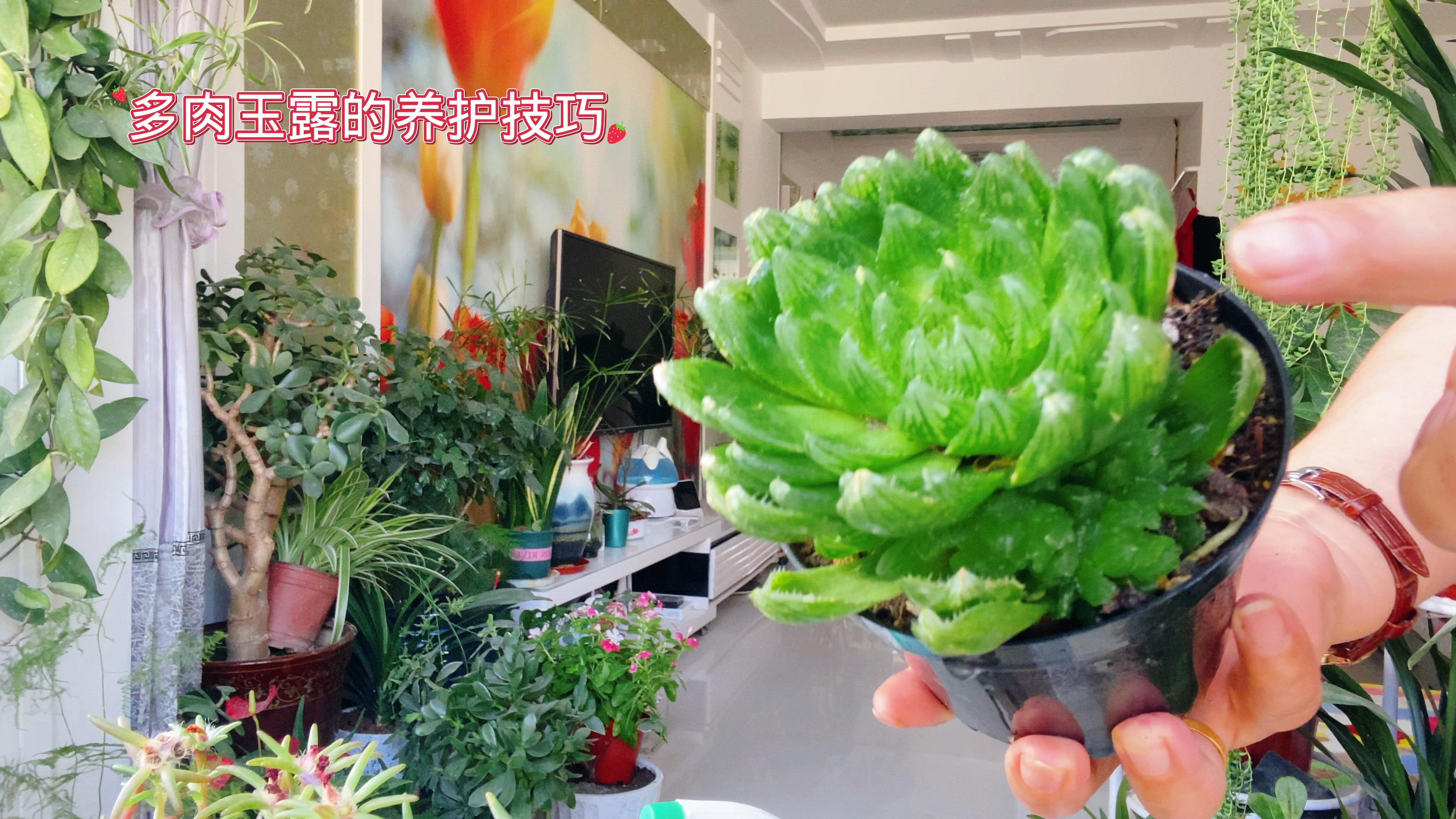 多肉玉露的养护技巧