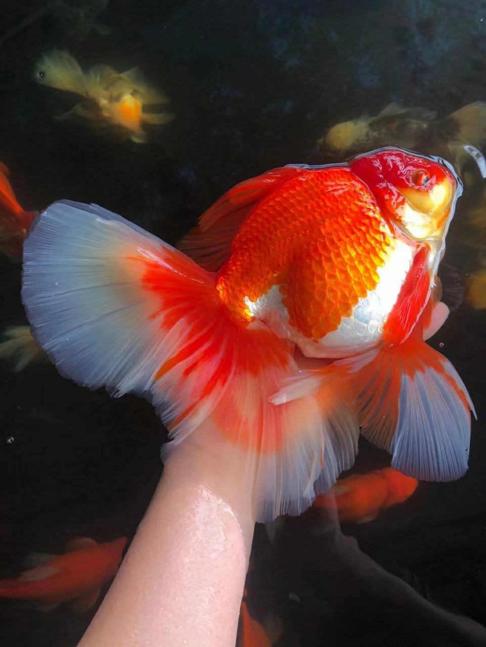 泰狮金鱼#观赏鱼