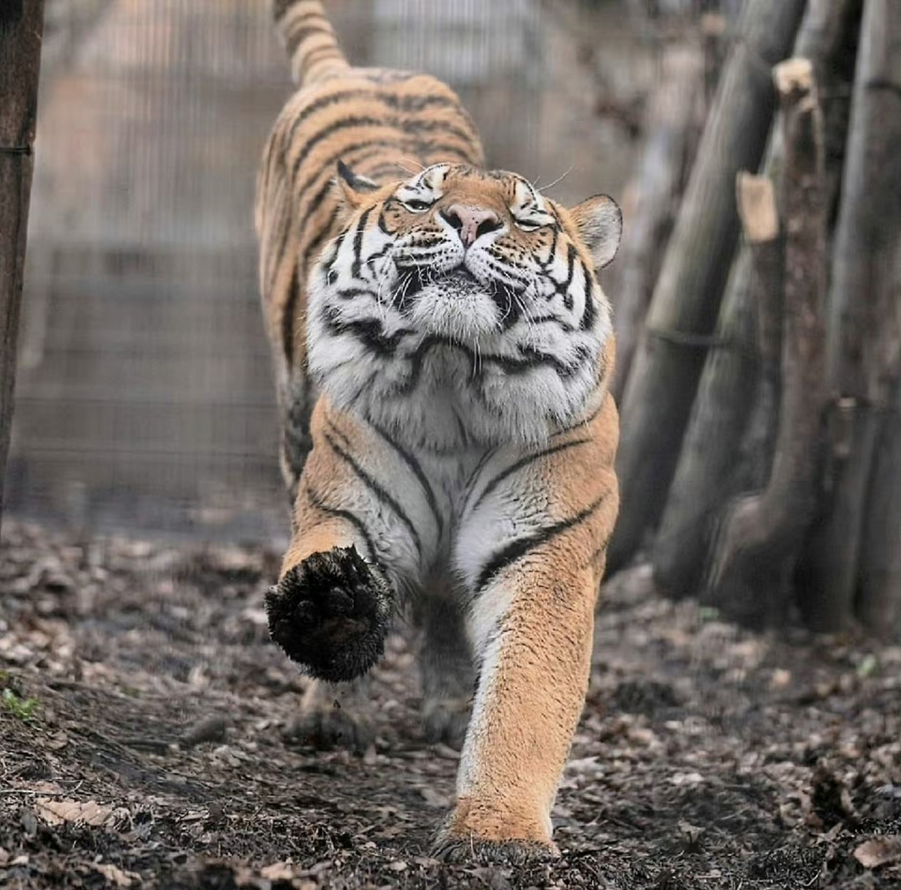 铆足劲儿的虎式哈欠