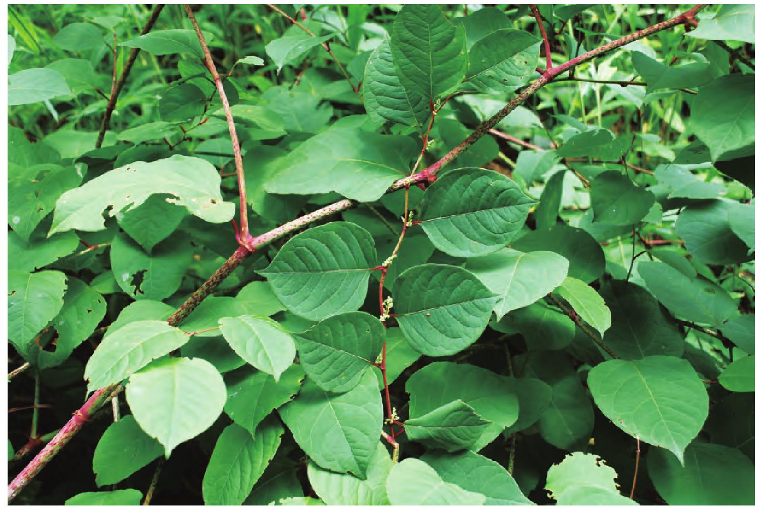 虎杖 一种常见的本草植物