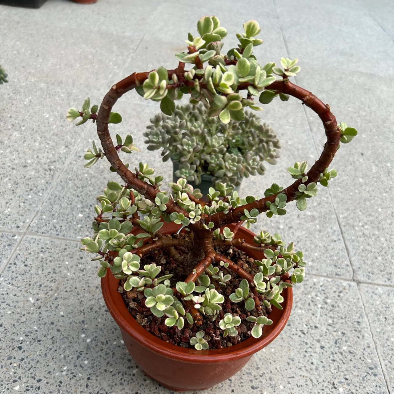 雅乐之舞造型中,漂亮