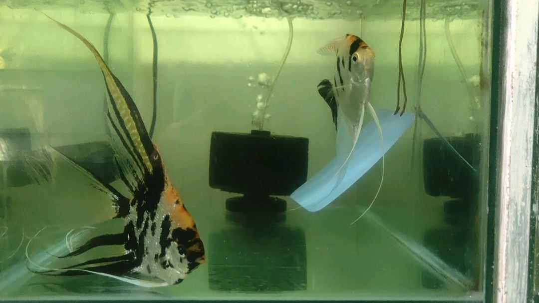 燕鱼繁殖周期图片