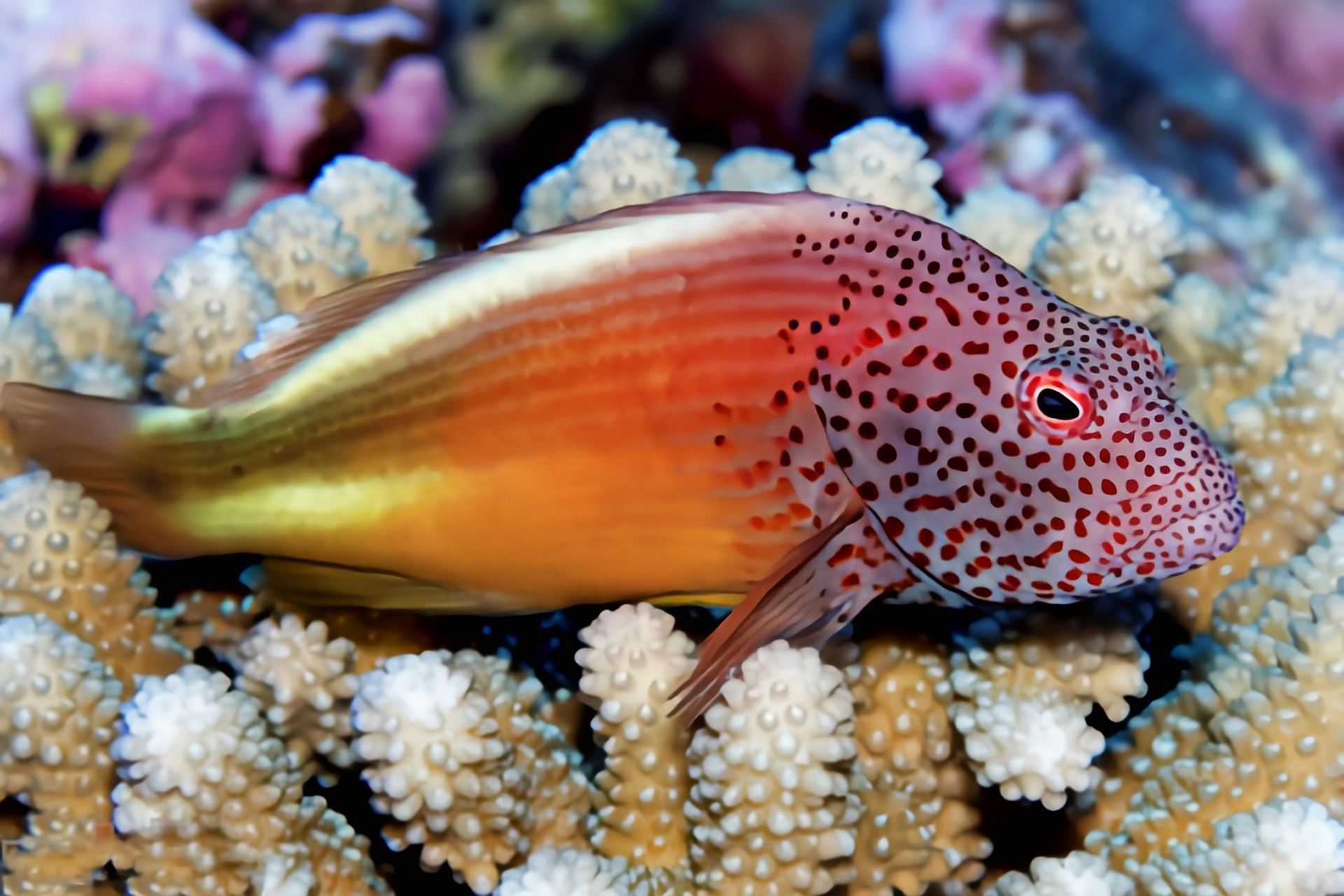 每天认识一种动物——斑点鹰鱼 斑点鹰鱼别名福氏鹰鱼,黑边鹰鱼,原产