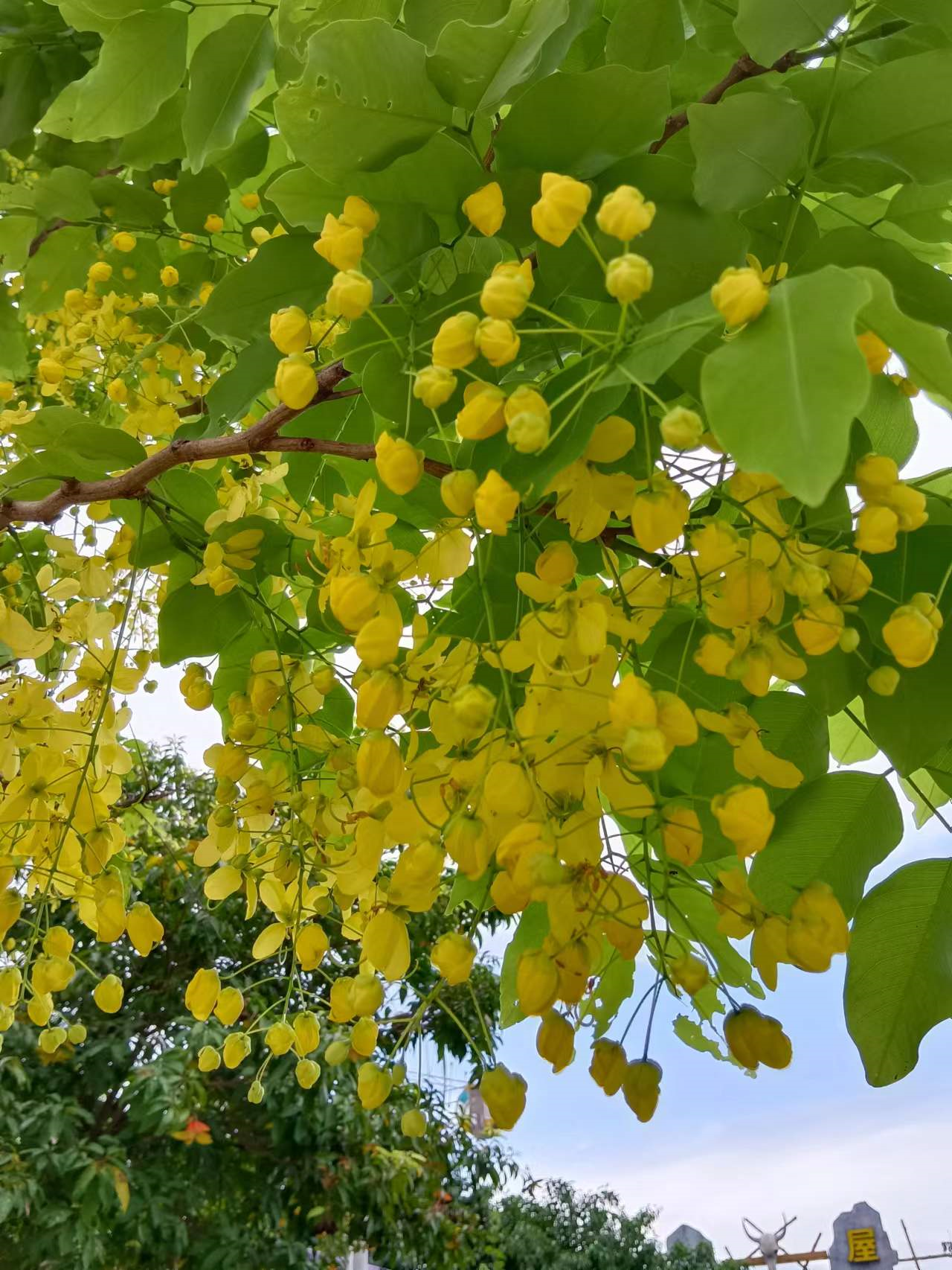 腊肠花——丑小鸭到白天鹅的逆袭