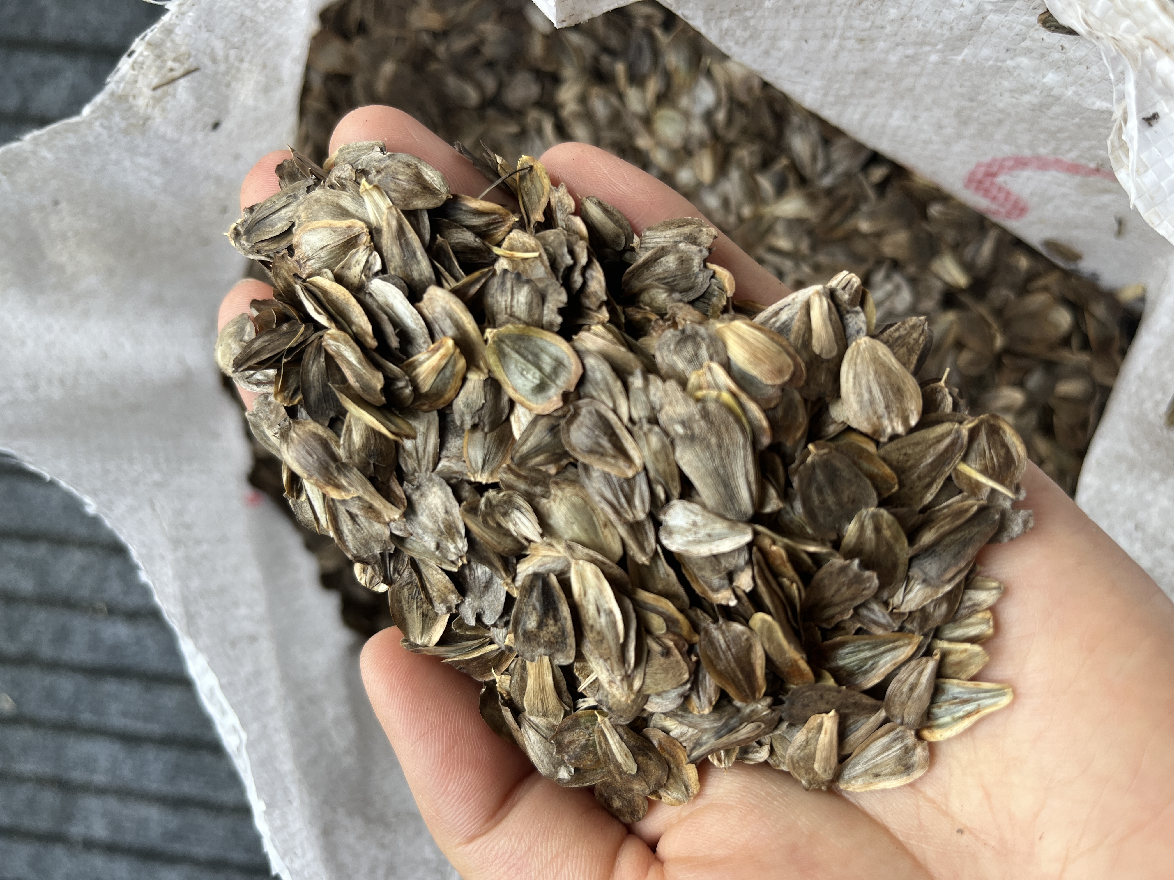 被炒到6000块钱一斤种子的"华夏神菊",实际种植成本不到20块钱