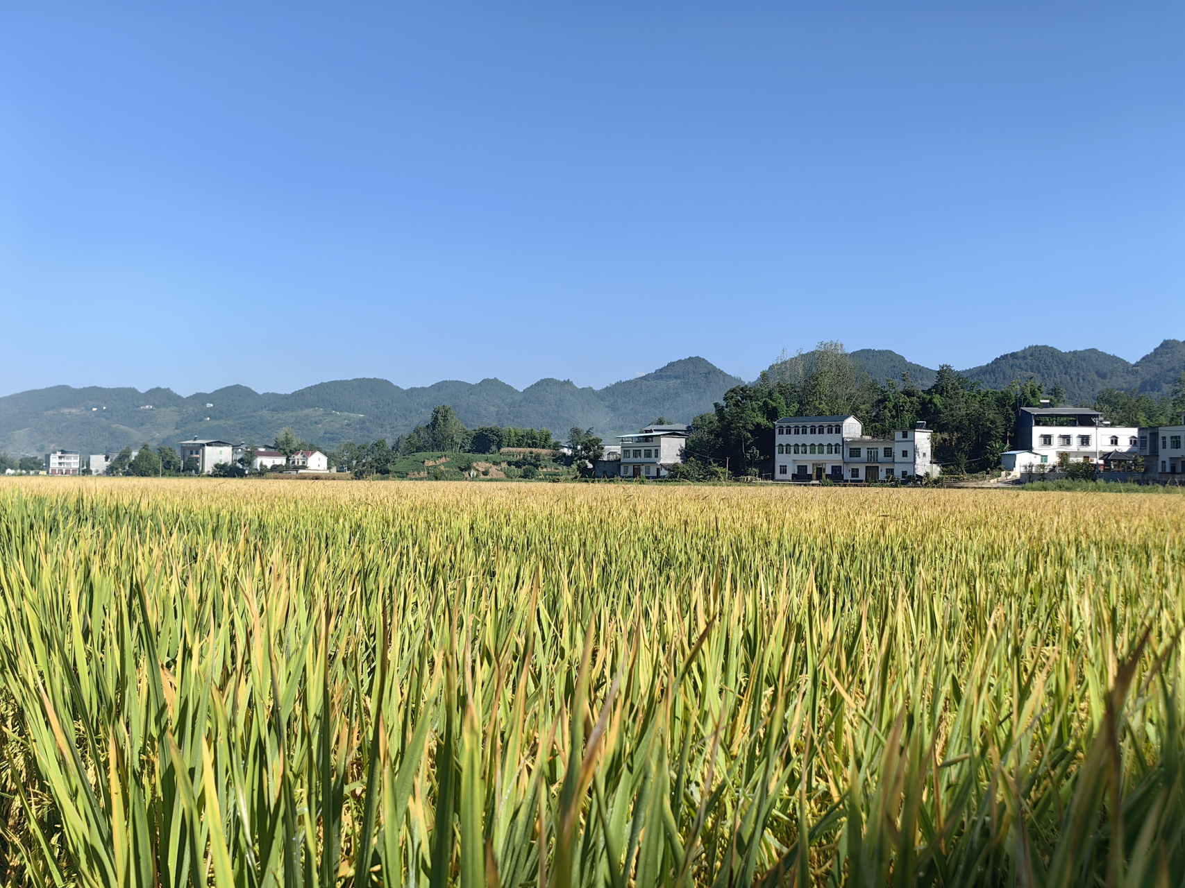 金黄的稻田景色图片