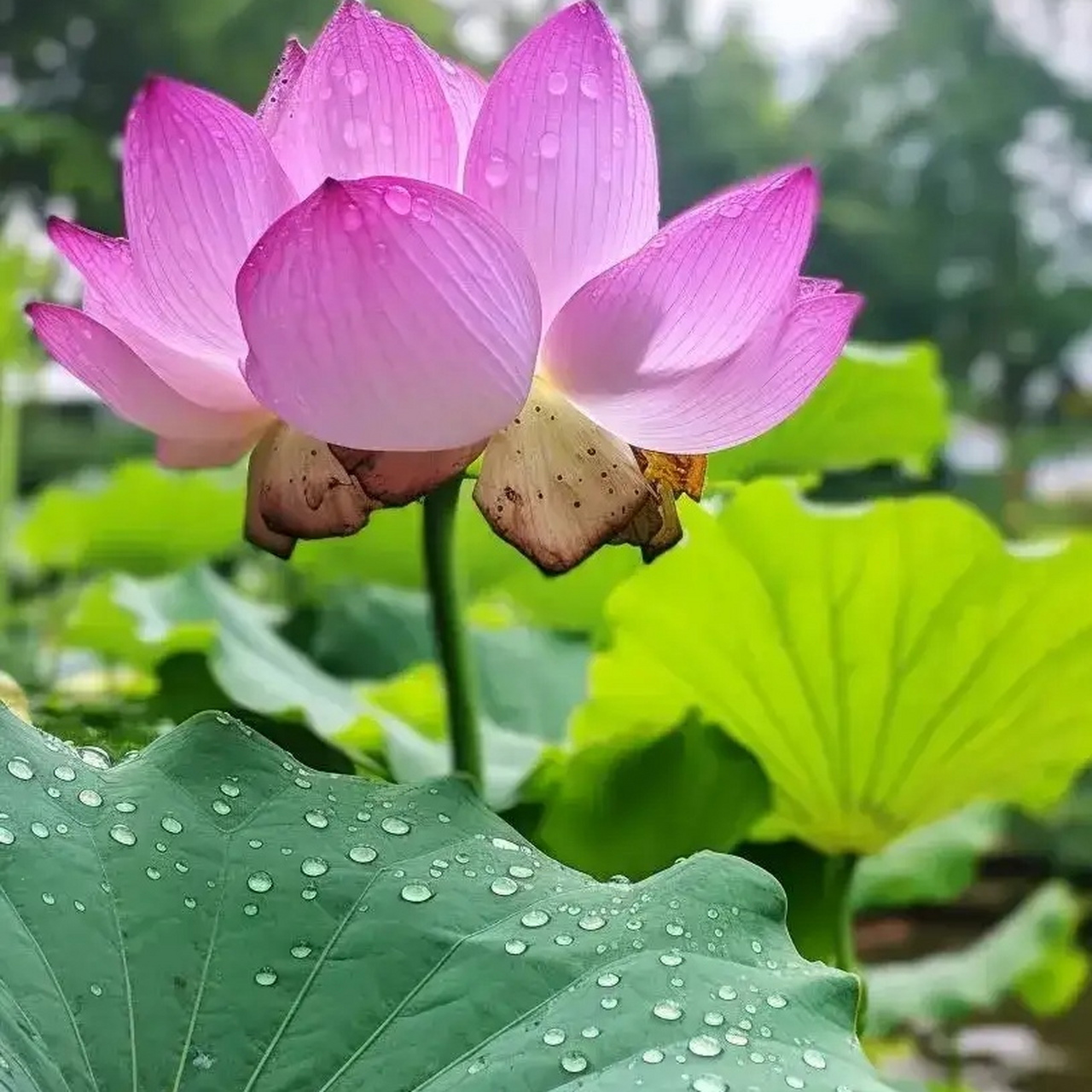 今见和和美美90好运连连90荷花池春风十里91 景色宜人9999