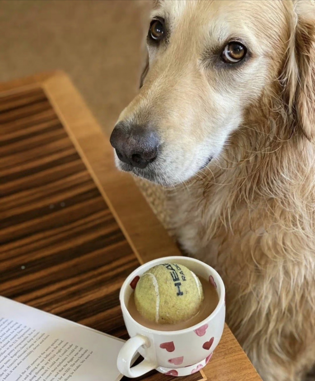 狗狗精心为主人制作的网球咖啡 67