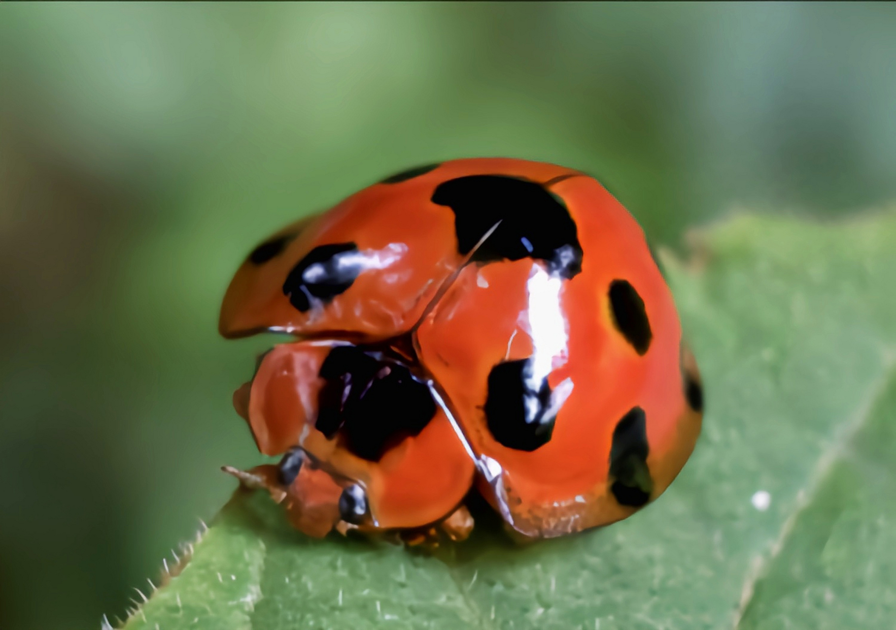 每天认识一种昆虫——大十三瓢虫 大十三星瓢虫别名大突肩瓢虫,原产