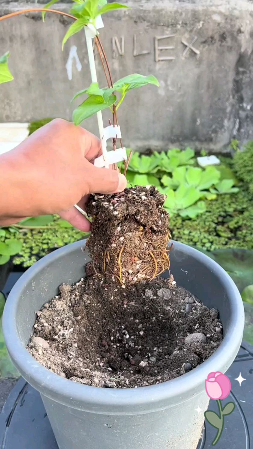 铁线莲种植技巧