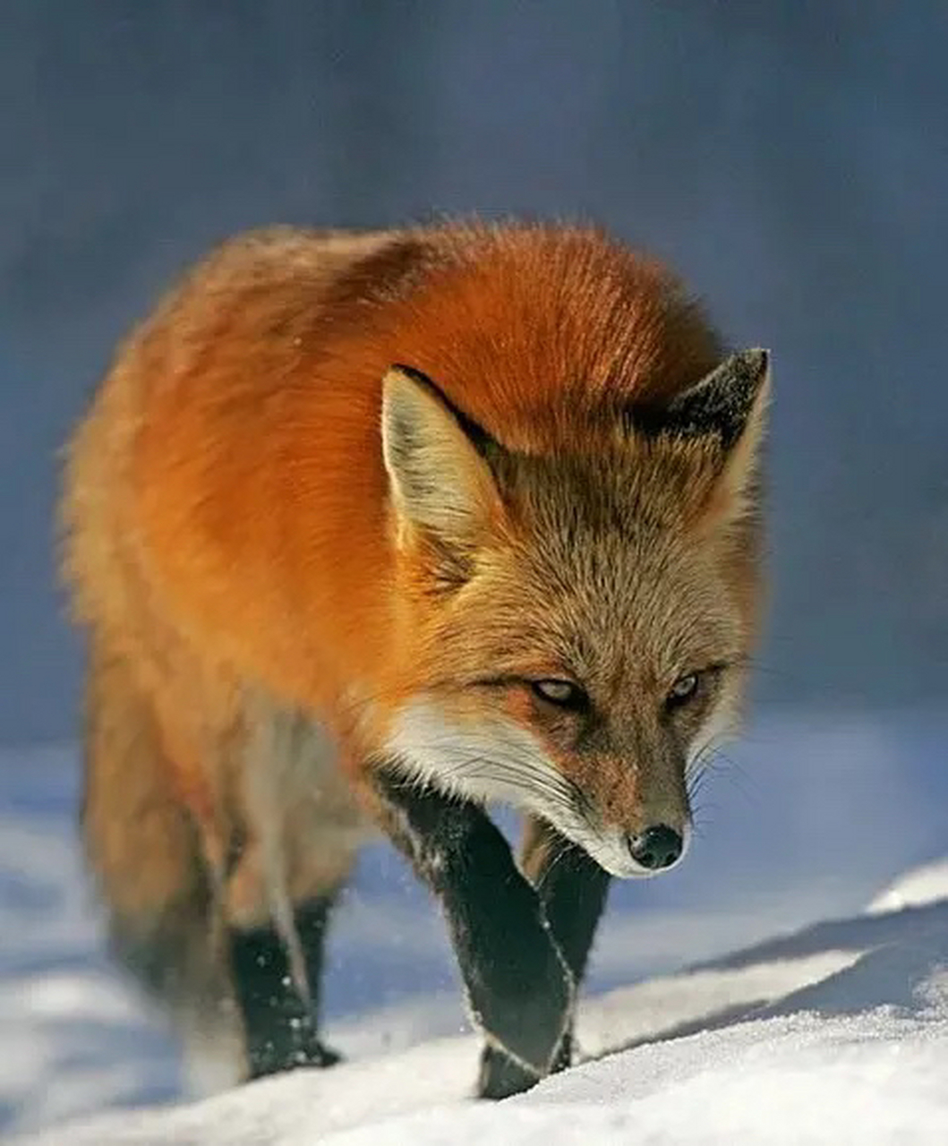 男子正在院里编竹筐,厨房突然窜出来一只红色的狐狸,男子拿起竹条就要