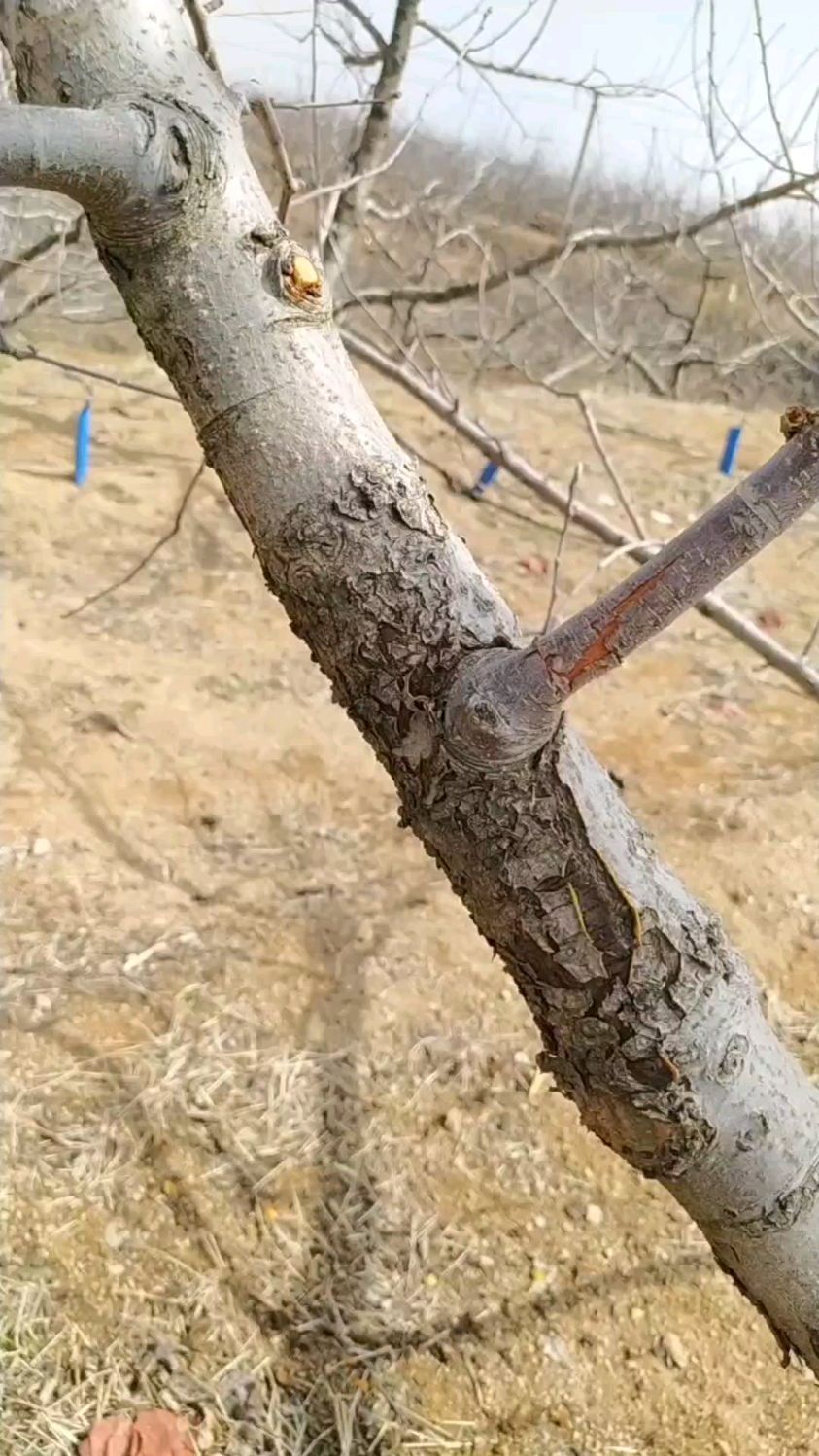 苹果树干腐病一年两次辛菌胺醋酸盐加微生物菌剂喷树干,当年见效,第二