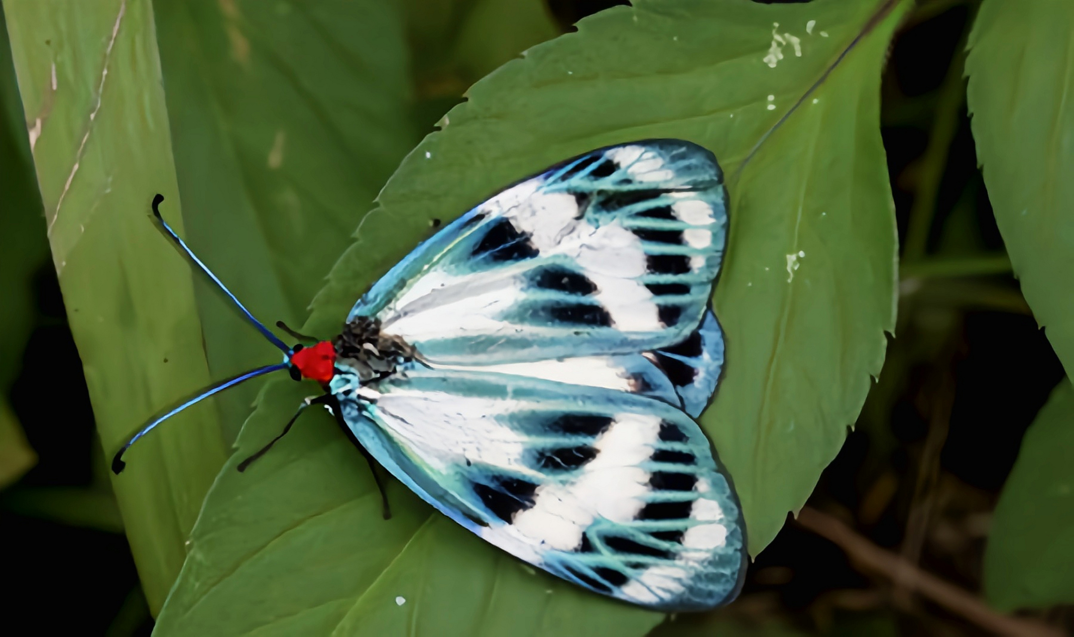 每天认识一种昆虫——光辉萤斑蛾 光辉萤斑蛾别名绿脉白斑蛾,是鳞翅目