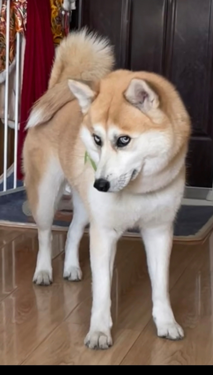 狗子你这个丑表情是咋做的,真的很丑