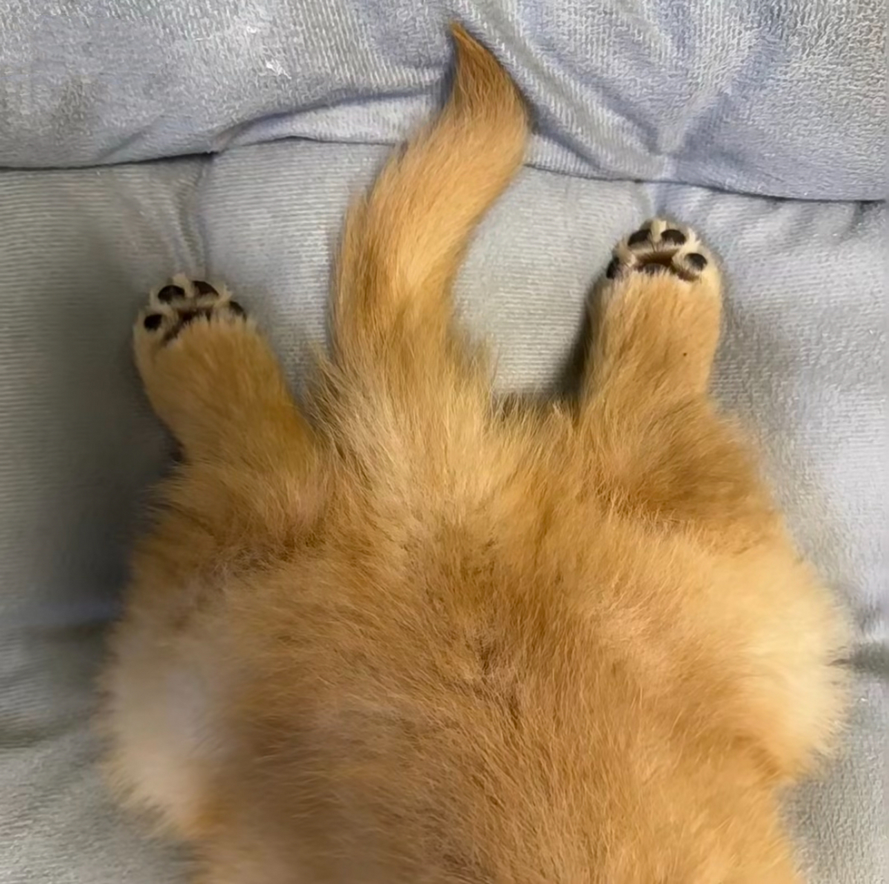 小金毛板鸭趴,太可爱了