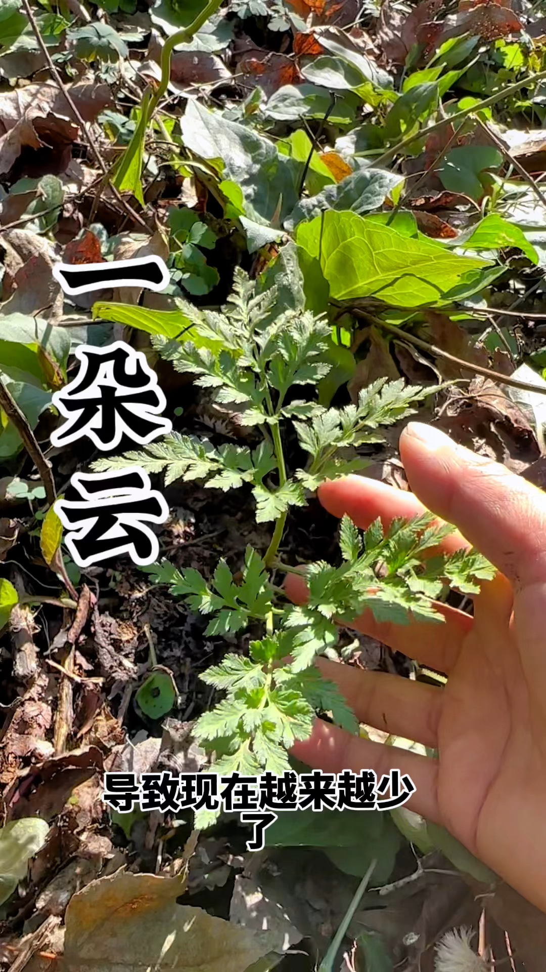 一朵云,你家乡还有这种植物吗?我家乡快被挖没了