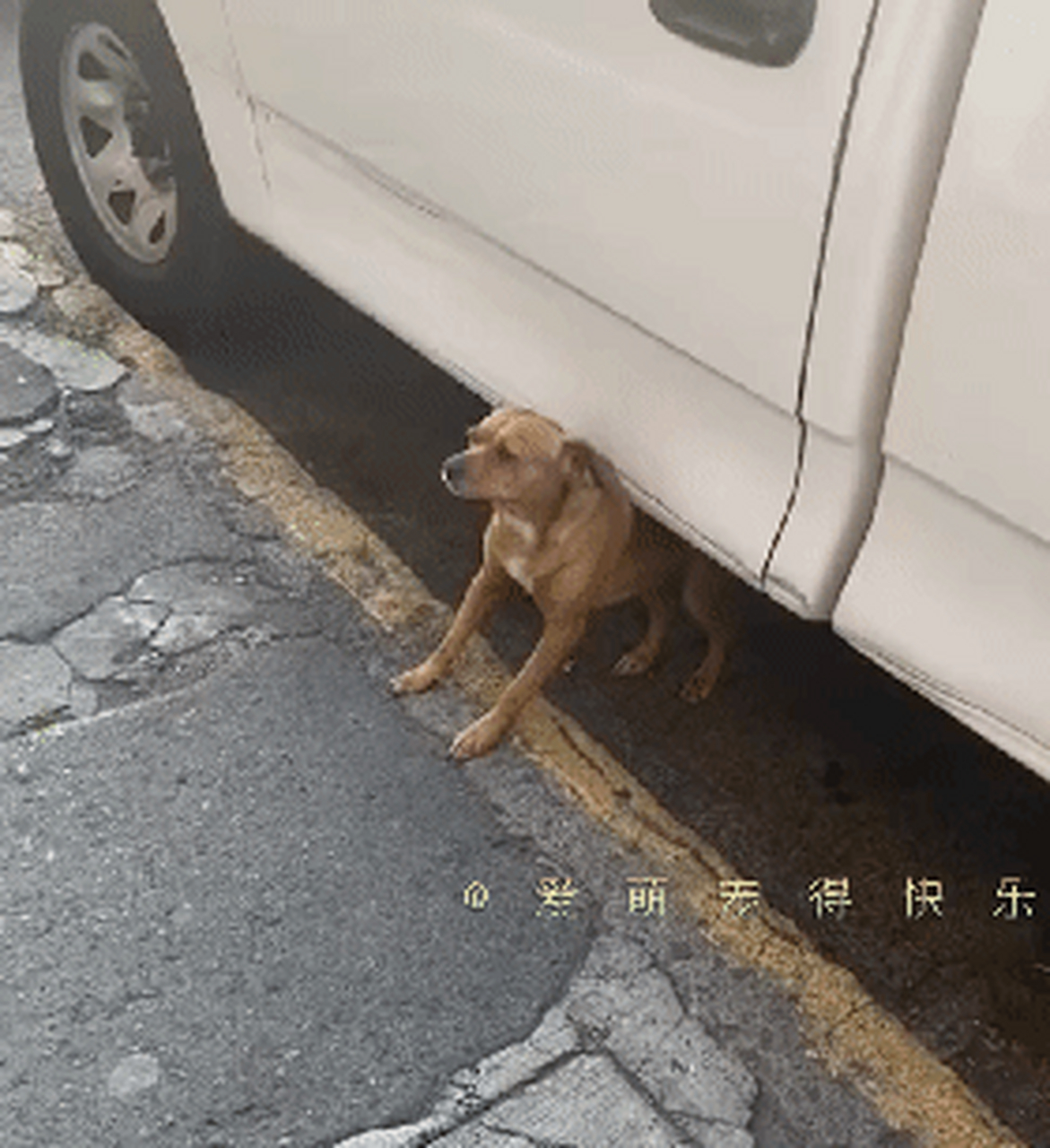 狗子背痒,借助车子挠痒,真的好可爱![嘻嘻]