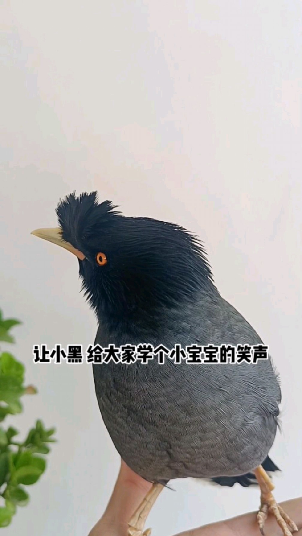 八哥鸟 聪明的鸟儿学小宝宝笑声,成功把我逗乐了#八哥说话#八哥