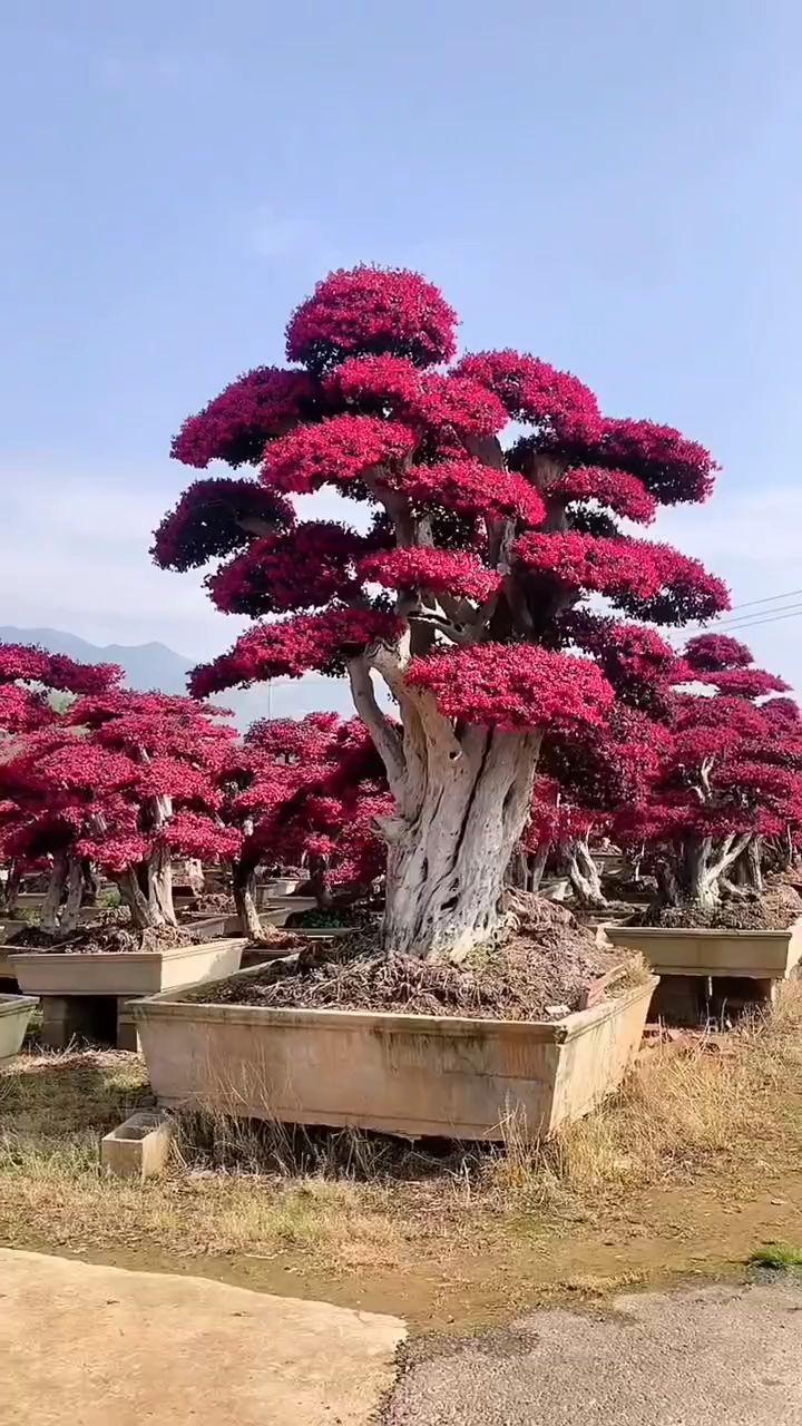 红花继木造型树红红火火四季不落叶适合庭院别墅农家小院栽植