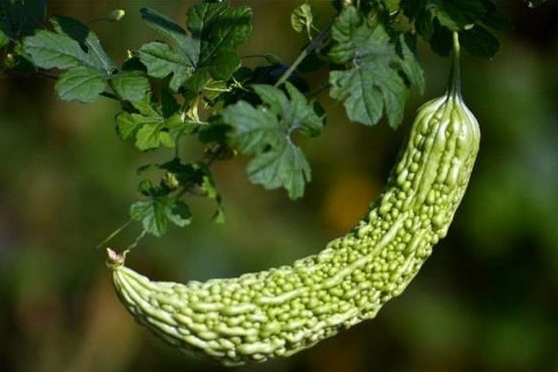 金铃子,是一种生长在两湖地区的植物,又称为"黄金树",其果实被称为"