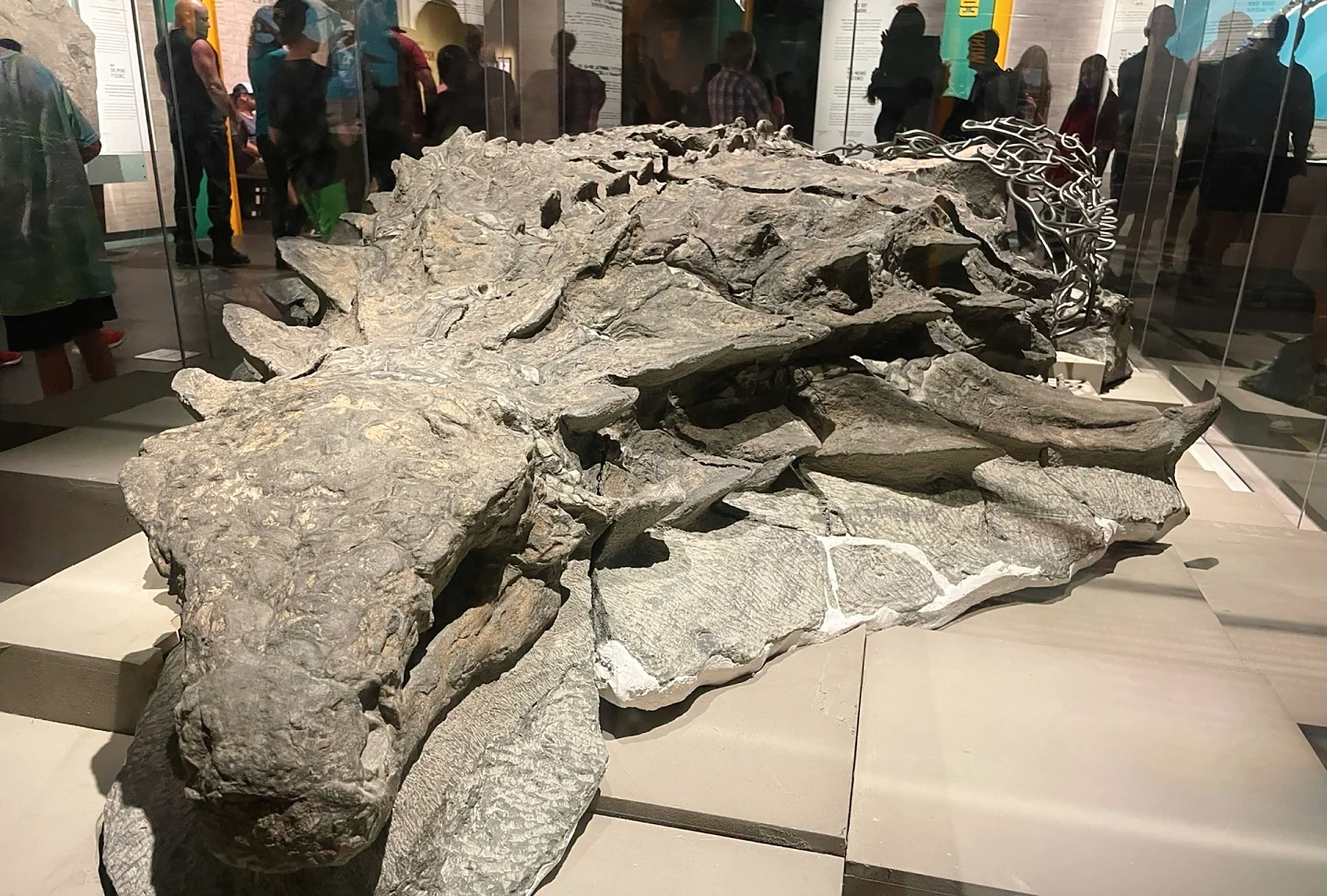 世界上保存最好的恐龙  马克米歇尔北方盾龙/白垩纪早期