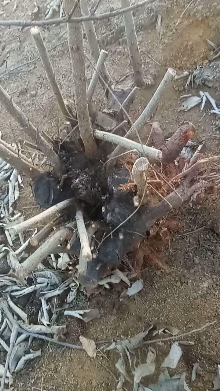 百年老桃木根山桃子木垃去烧烤了