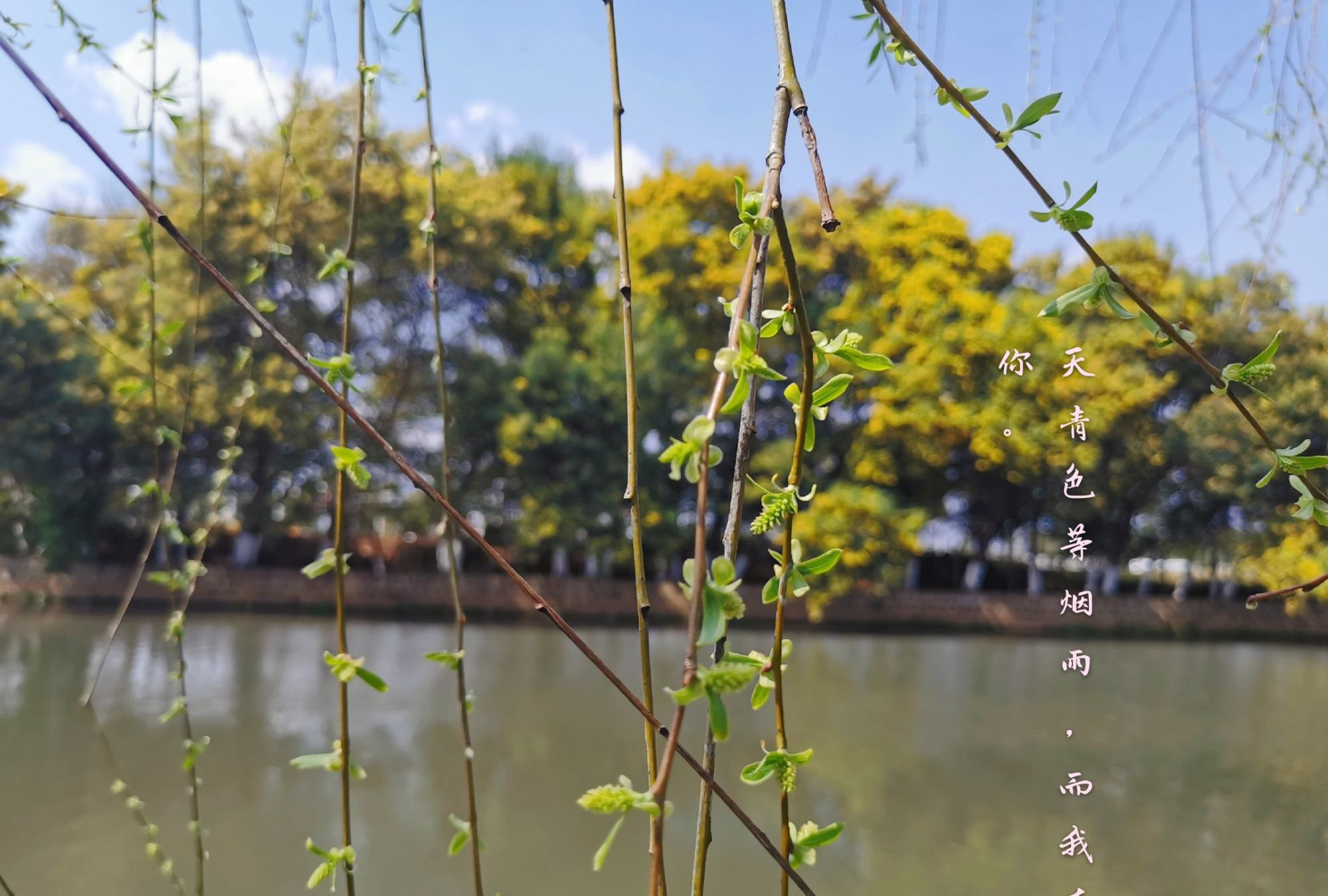 春晖女神 壁纸图片