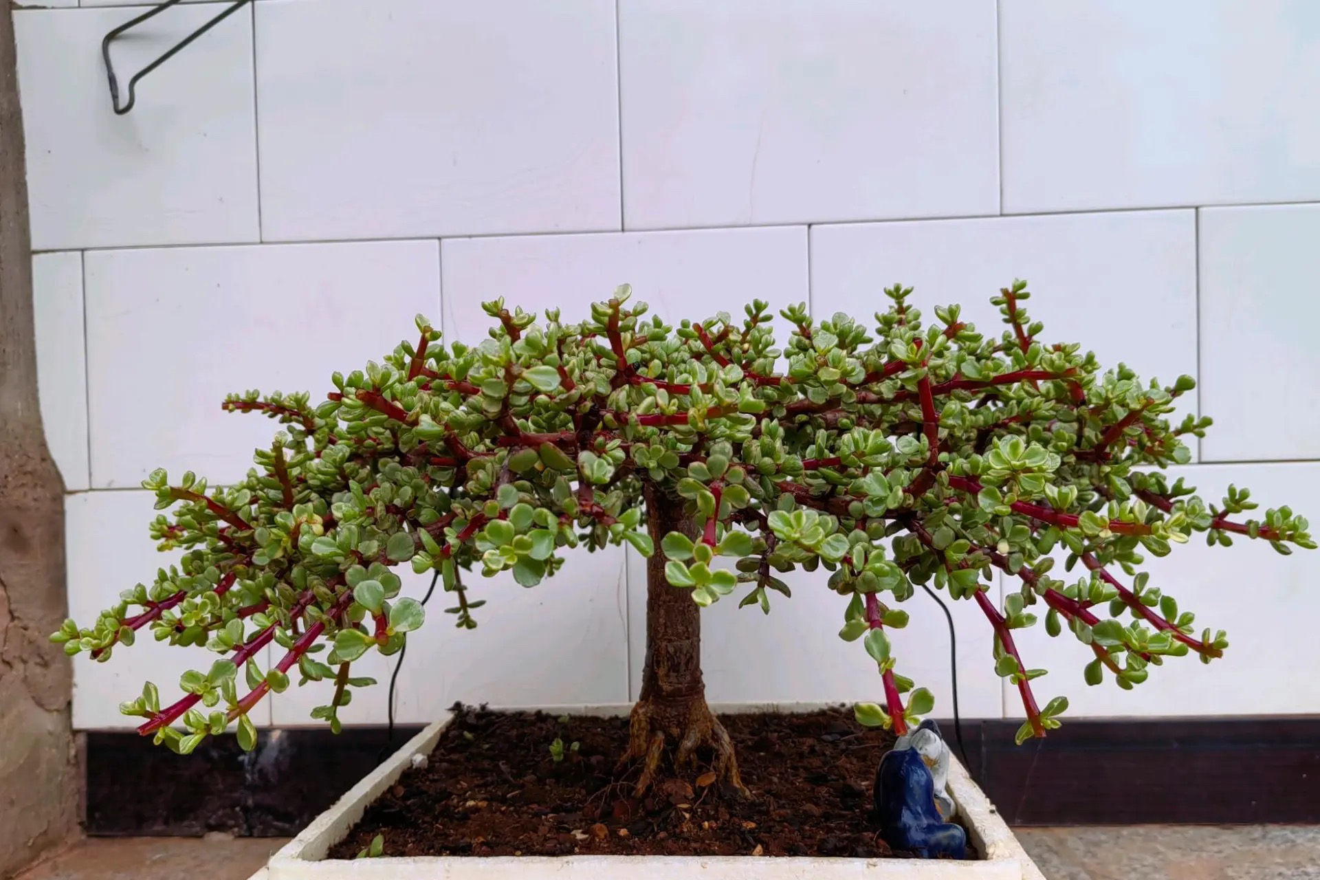 金枝玉叶造型桩,杆子要是留高一点就更好了