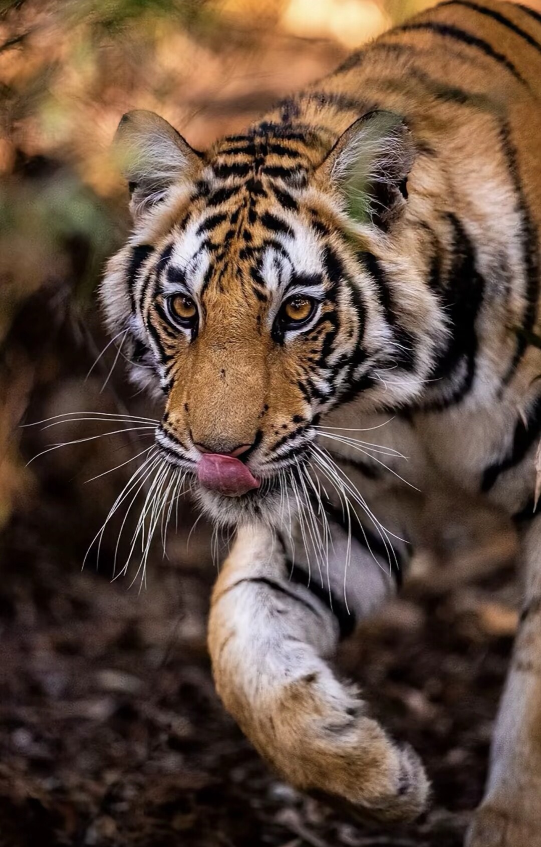 分享一组大自然的王者,凶猛霸气的老虎图集