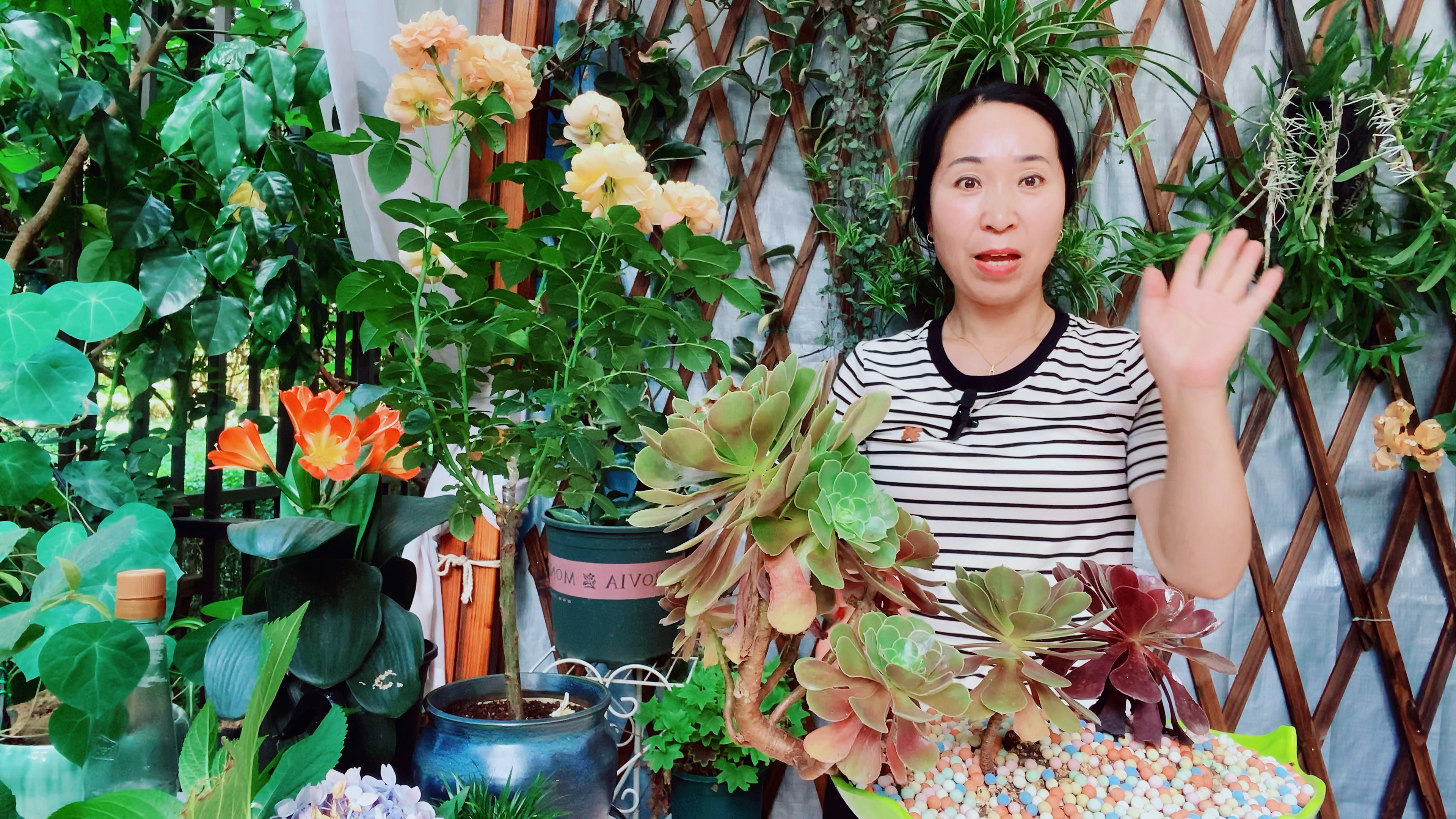 多肉法师夏天做好这些养护,叶片不干枯,生长状态好!