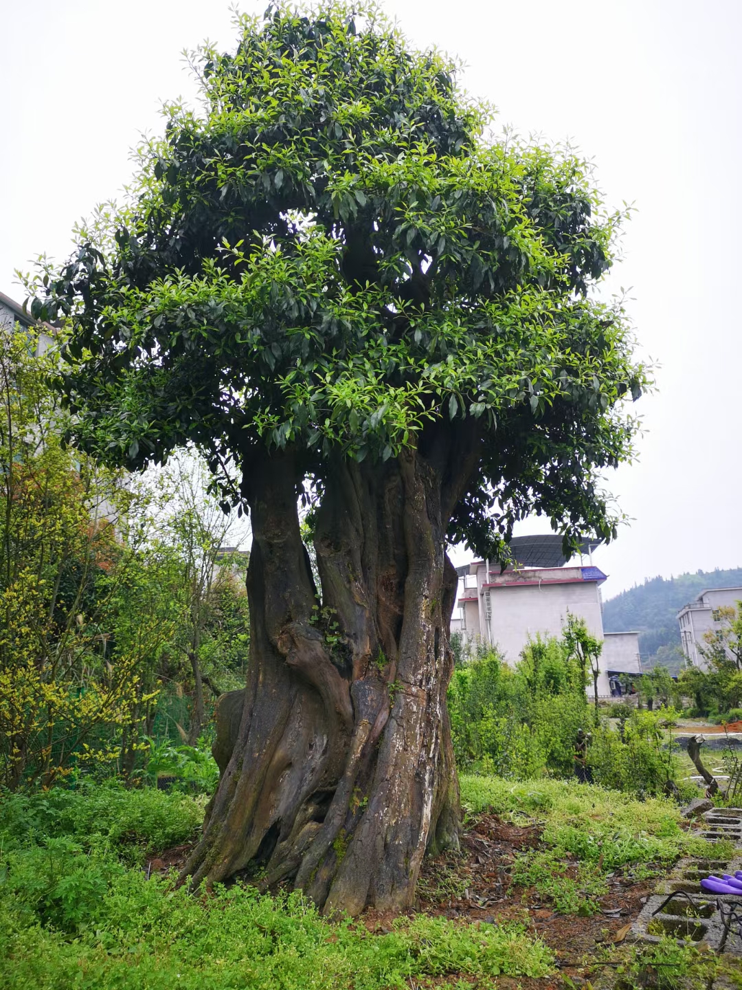 野生金弹子树图片四川图片