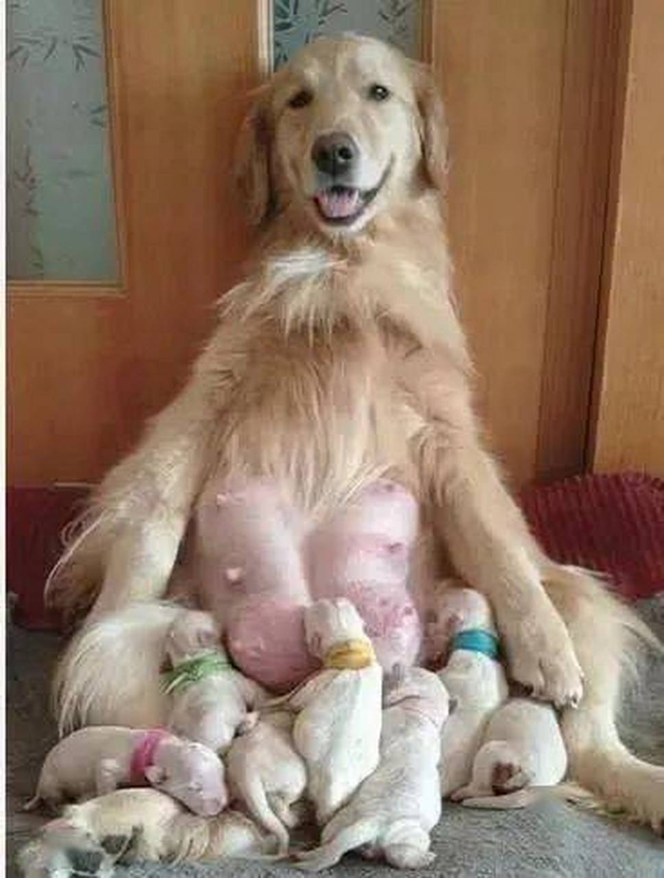 母犬妈妈终于认主人了