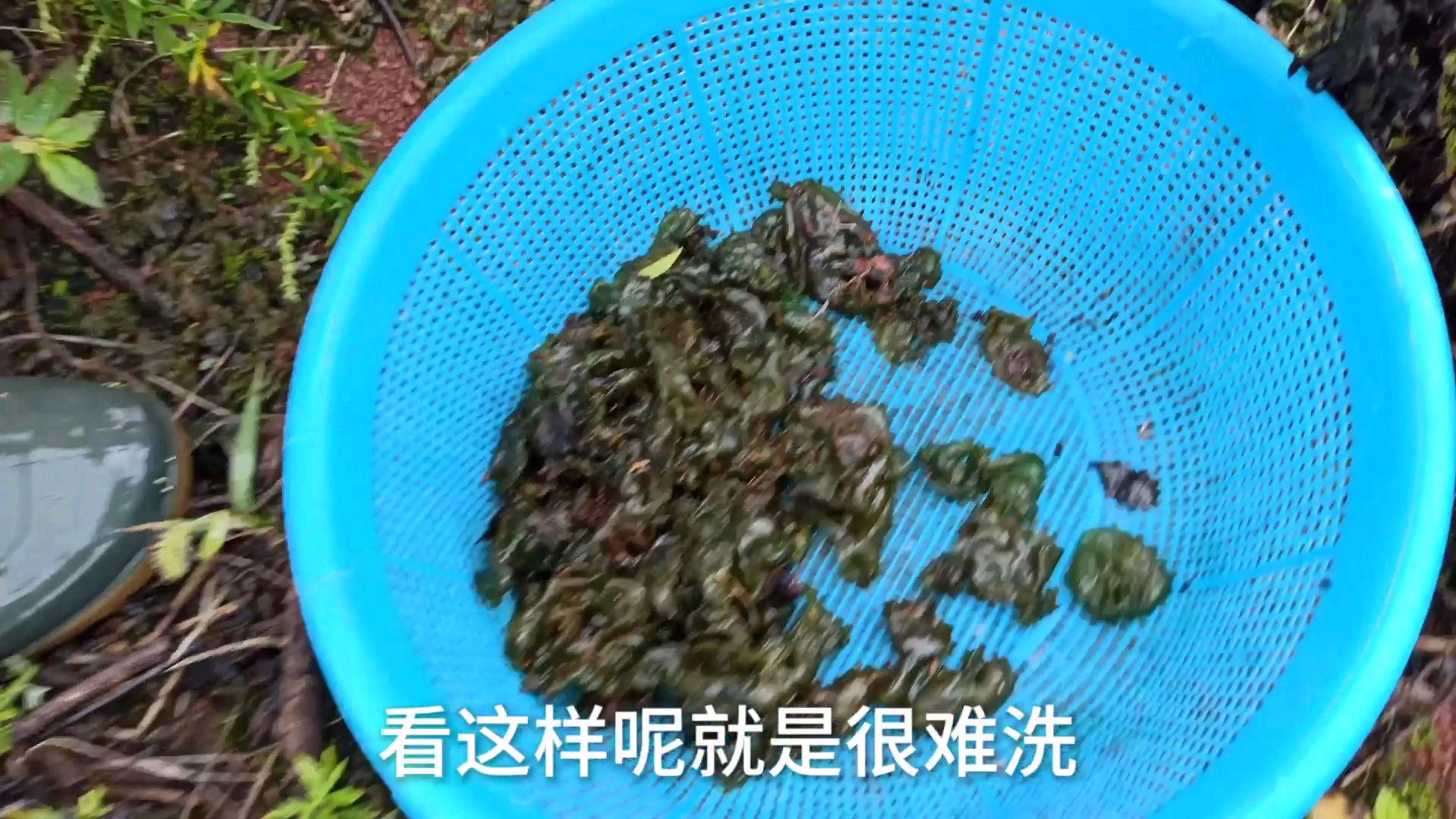 老婆吃饭没胃口叫我去捡点野生菌给她吃,这种野生菌孕妇能吃吗?