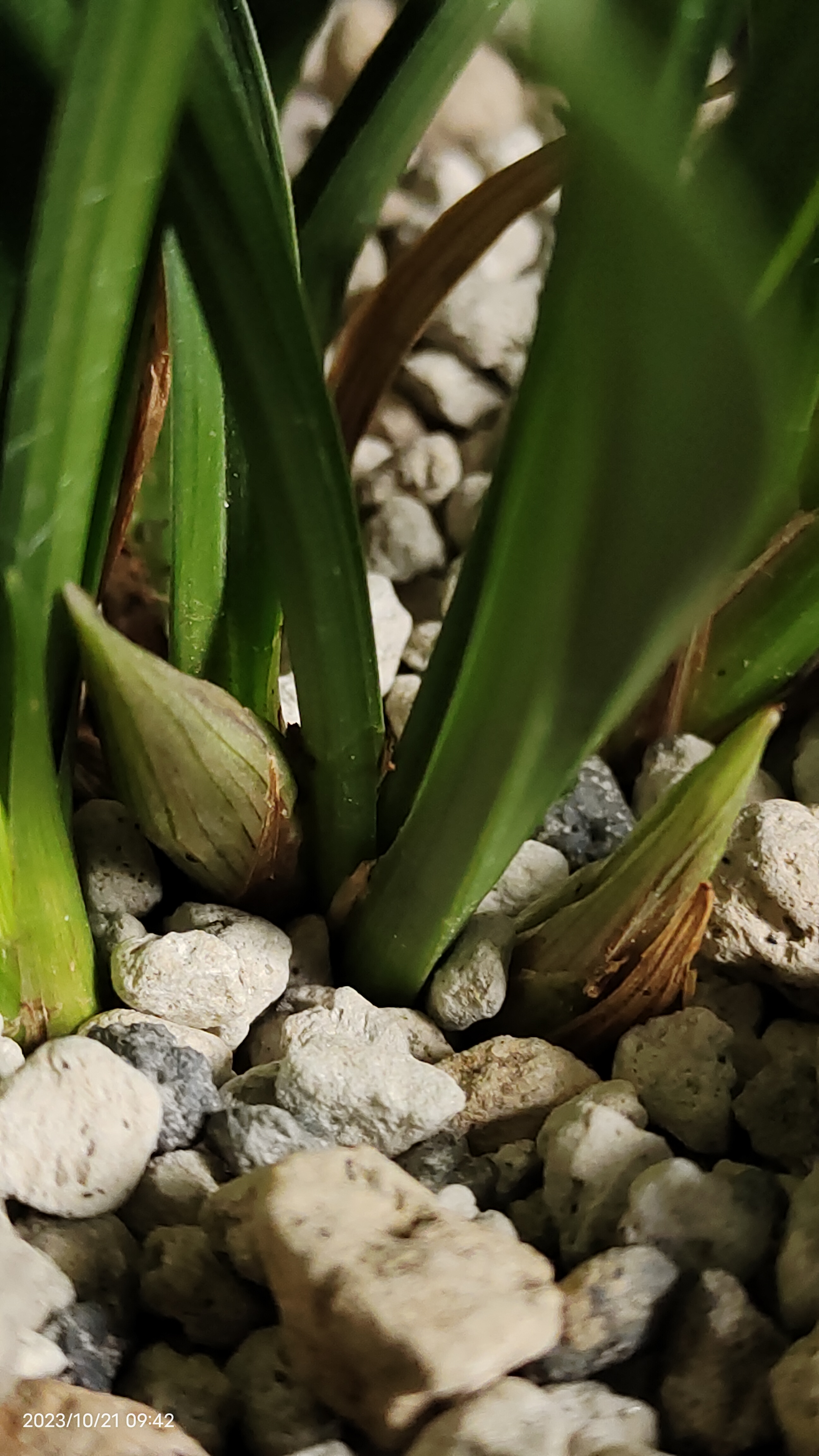 春兰:黄荷梅,一款不需要春化的兰花,这盆黄荷梅,今年来了两个花苞