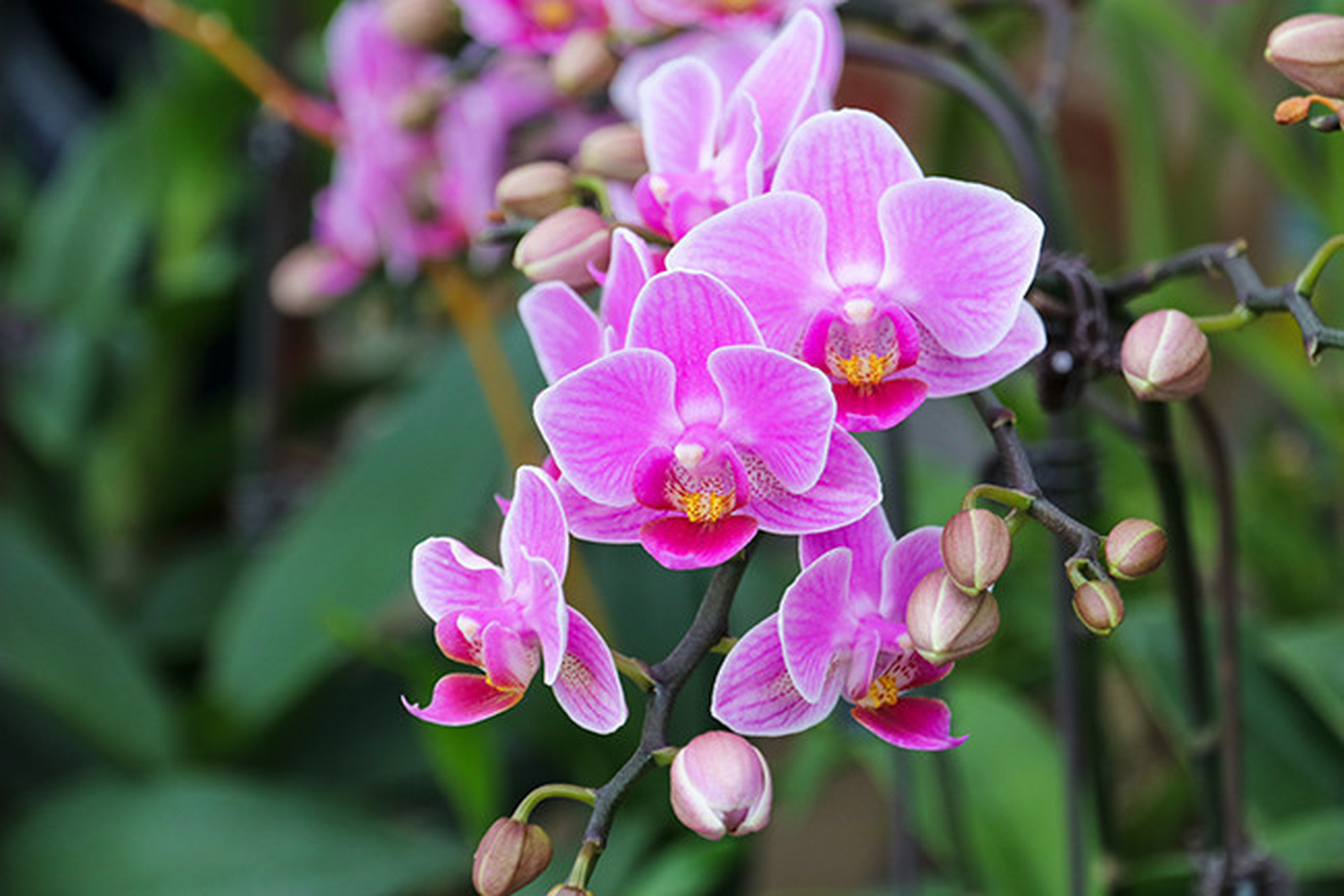 爱养花的人呢都特别恋家,为了改善家庭环境而费心费力,让家人的生活