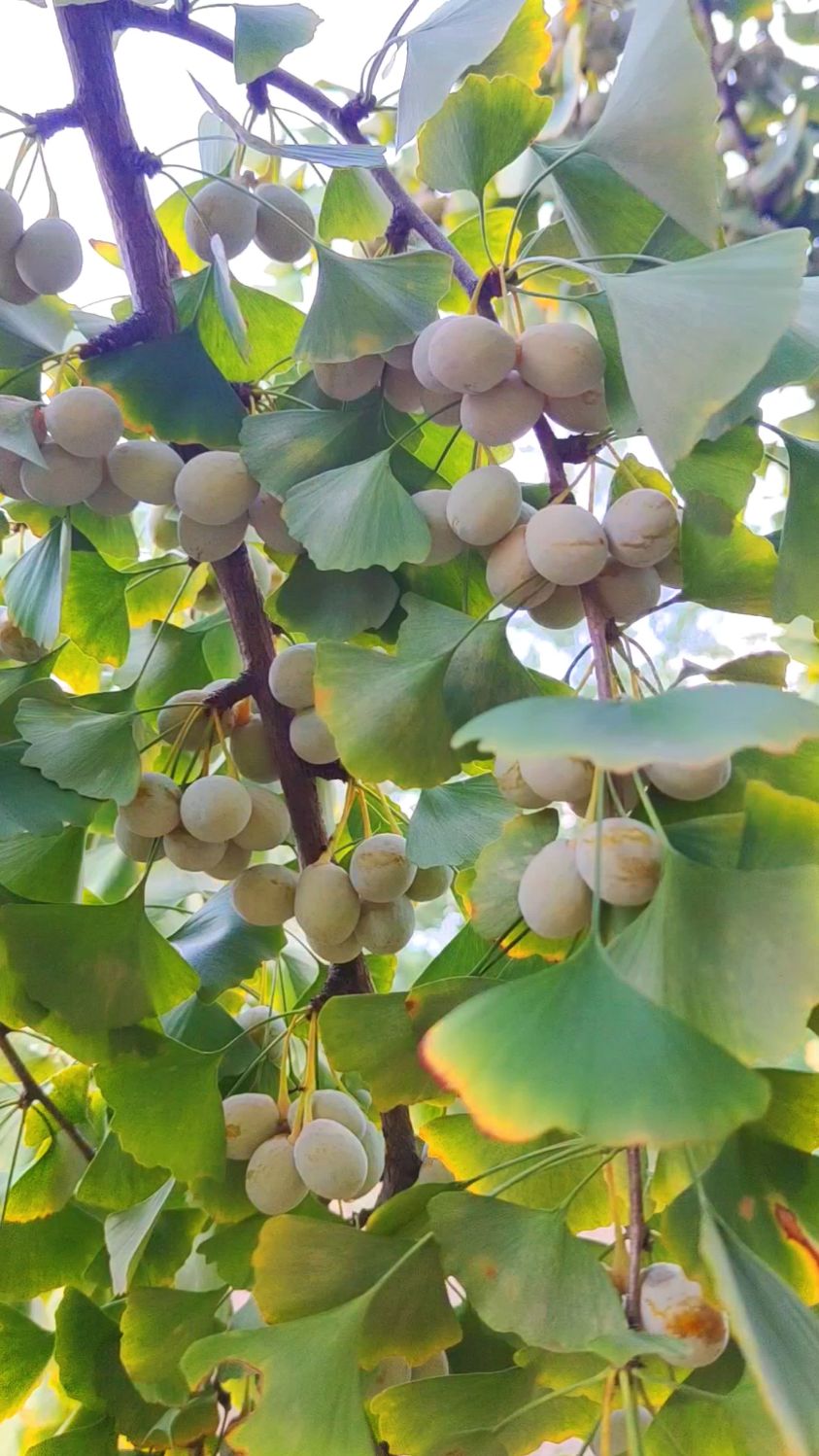 今年我们家的银杏树又硕果累累.