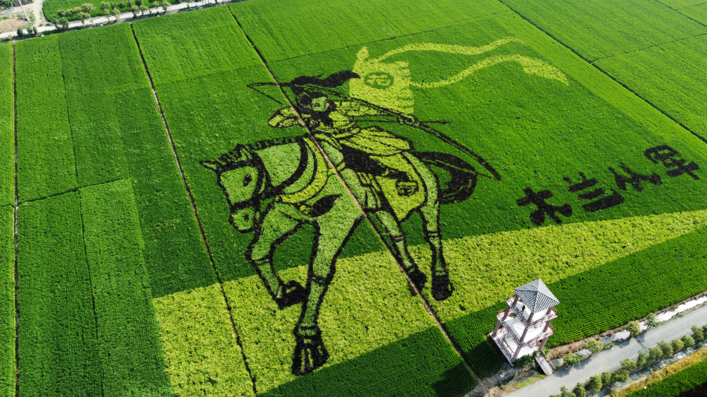 寿县稻田画,航拍记录最美时光#我的旅行日记