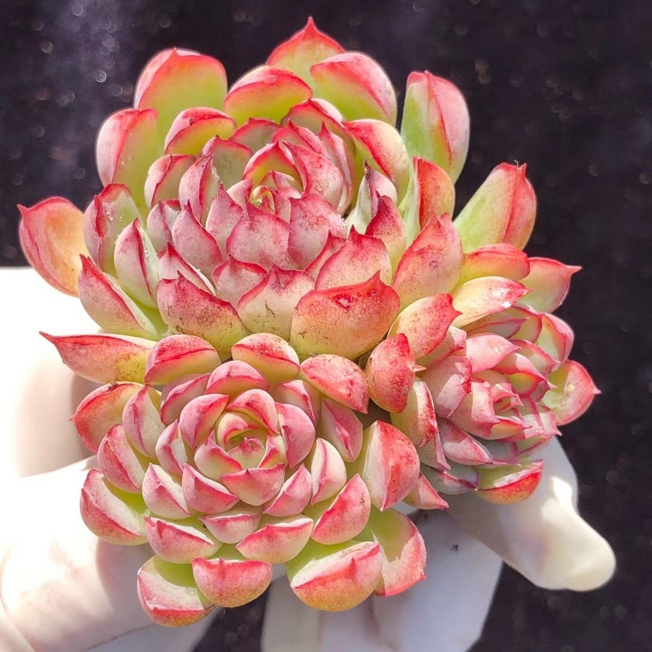 梦幻玫瑰 梦幻玫瑰是景天科多肉植物,而且还是一种杂交品种,上色之后