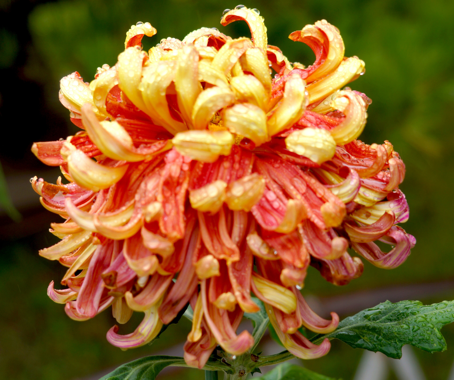 九月动态激励计划# 菊花——金背大红  金背大红"平瓣类".